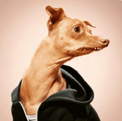 brzydkie kaczątko szczeniaki