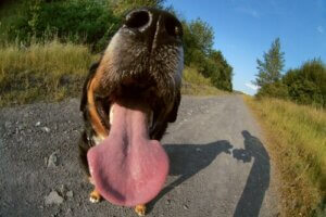 Cuchnący oddech u psów - jakie są przyczyny