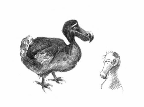 dodo