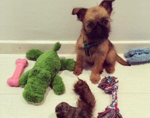 pies z zabawkami