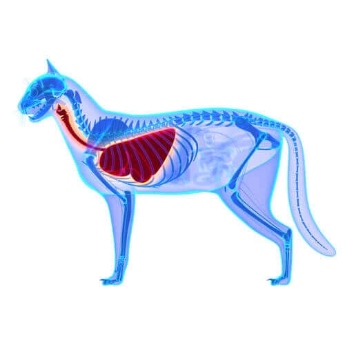 prześwietlenie kota