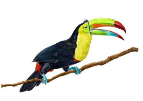 Zwierzęta egzotyczne - tukan