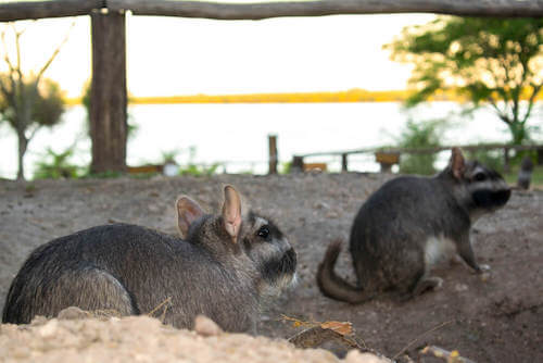 wiskaczan wielki czarny