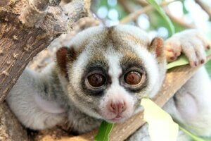 Kukang - poznaj to urocze zwierzątko