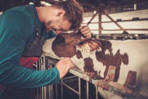Produkty farmakologiczne dla gospodarstw rolnych