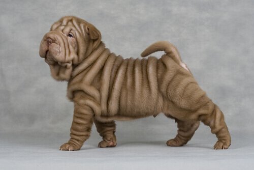 Shar-Pei
