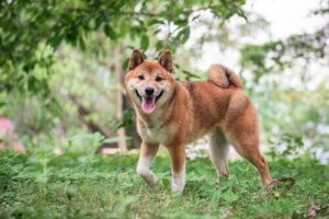 Shiba inu: pielęgnacja i żywienie