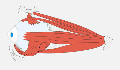 gałka oczna grafika