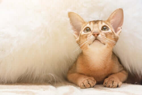 kotek. Zachowanie kotów