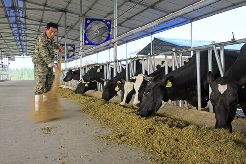 lekarstwa dla zwierząt