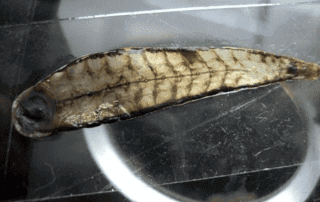 pijawka tyrannobdella rex przykład