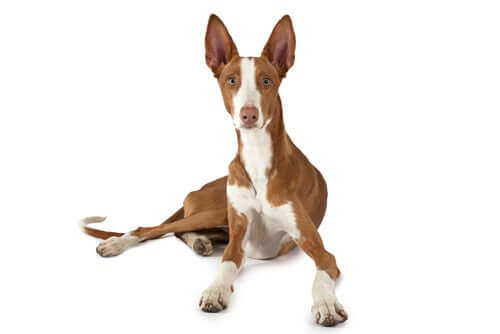 podenco psy