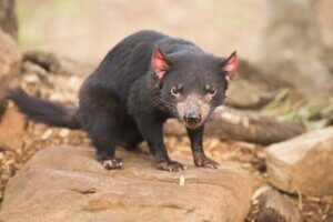 Torbacze – zwierzęta, które królują w Australii
