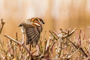 Czy jest wiele wróbli na świecie?