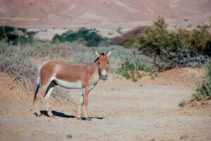 Kułan azjatycki - czy wiesz, co to za zwierzę?