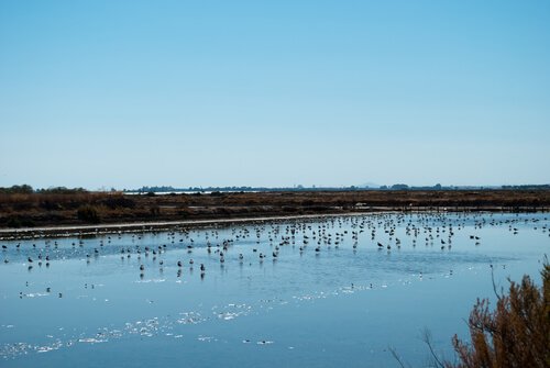 Park Narodowy Doñana i zwierzęta