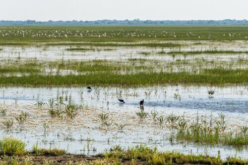 Park narodowy Doñana i mieszkające w nim zwierzęta