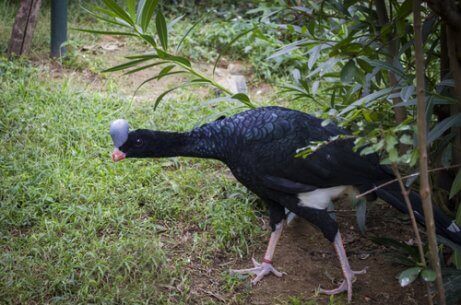 czubacz hełmiasty w naturze