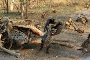 Kleptopasożytnictwo: przykłady i ciekawostki