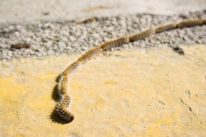 Korowódka śródziemnomorska - jak wygląda?