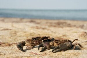 Krab a krab pływający - różnice