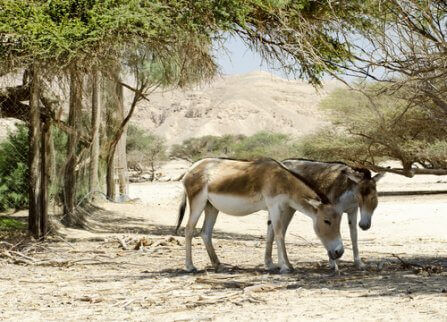 kułan azjatycki na wolności