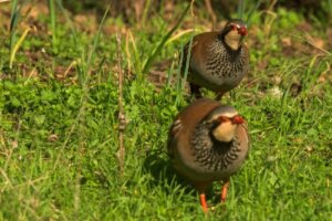 Kuropatwa i przepiórka - czym się różnią?