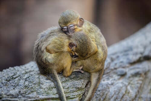 miopithecus talapoin