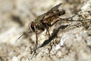 Mucha stajenna - jak uwolnić od niej naszego psa?