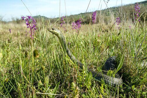 wąż na polu
