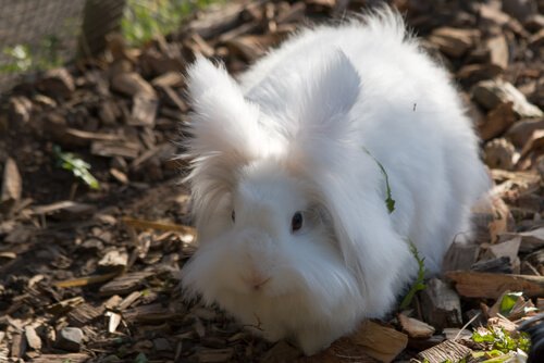 Angora miniaturka - jak się nią opiekować