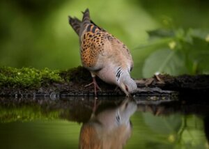 Rodzime gołębie z Hiszpanii - poznaj 5 gatunków