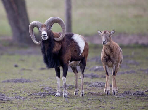 argali