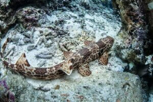 Chodzące rekiny u wybrzeży Indonezji