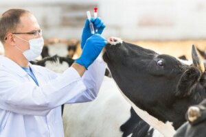 Immunologia weterynaryjna: co to takiego?