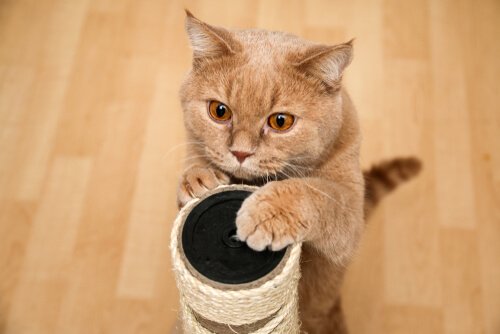 jakie drapaki dla kota