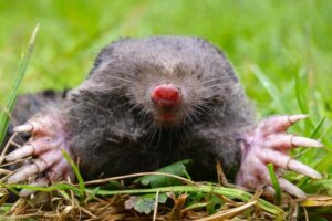 Owadożerne mikrossaki: ciekawostki