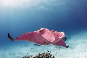 Płaszczka różowa z Wielkiej Rafy Koralowej