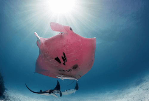 płaszczka różowa w wodzie