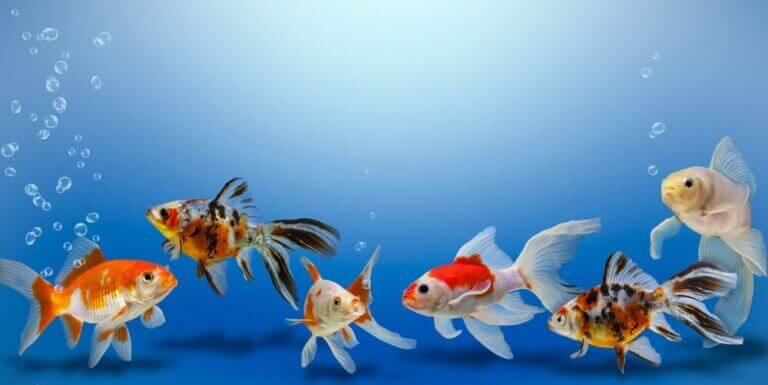 ryby w akwarium