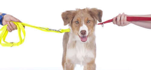 Opieka wspólna nad pupilem: na czym polega?