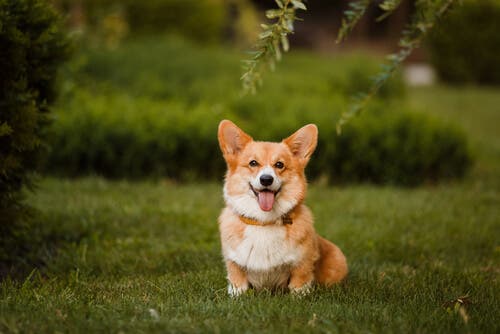 Welsh Corgi Pembroke