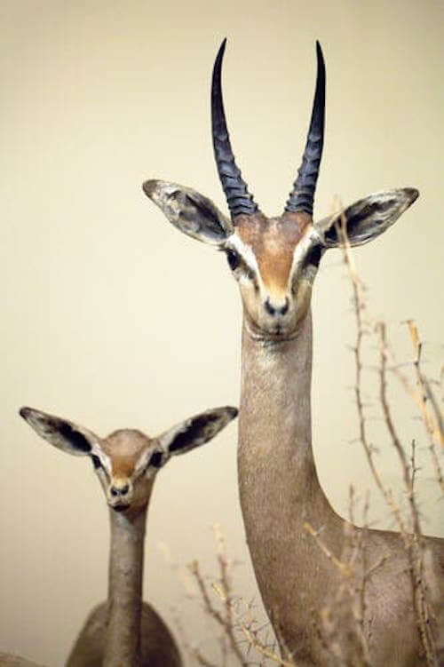 antylopik ogadeński