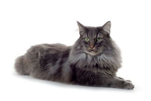 Czarny norweski kot leśny