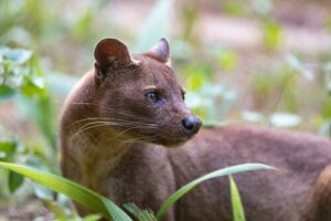 Fossa - dziwny drapieżnik z Madagaskaru