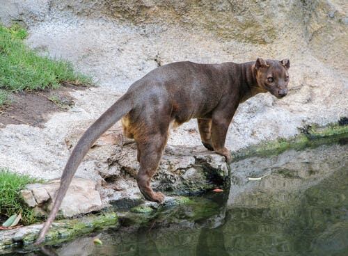fossa madagaskarska