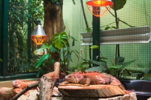 Najlepsze podłoże dla gadów? Jak je wybrać?