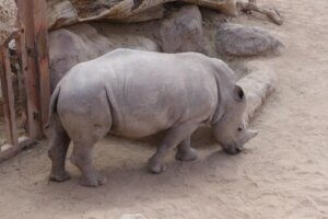 Zwierzęta zagrożone wyginięciem