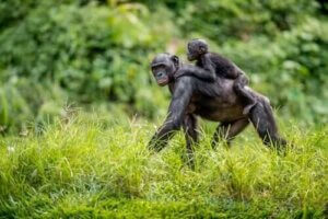 Samice bonobo pomagają dzieciom znaleźć partnerów
