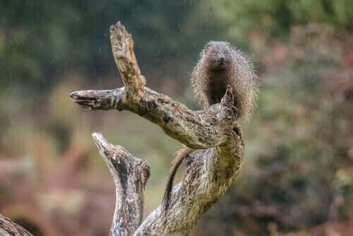 mangusta egipska na gałęzi